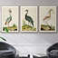 Heron Portrait I, ensemble de 3 toiles encadrées-97792284-97792276