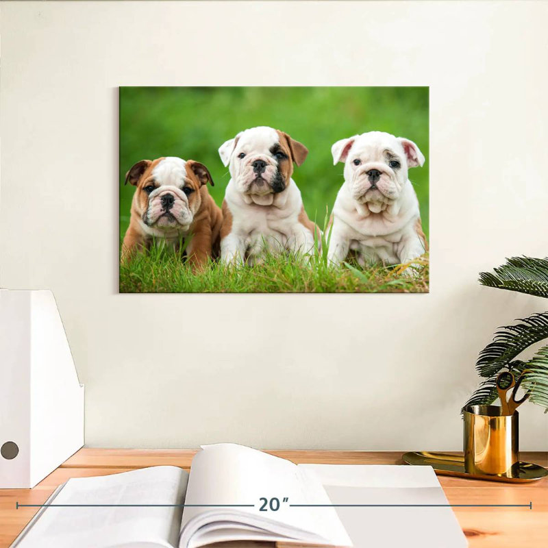 Chiots bouledogue anglais