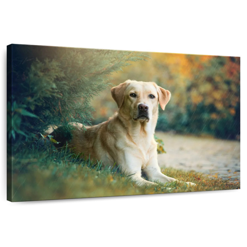 Labrador Retriever Mix, 34" H x 51" W