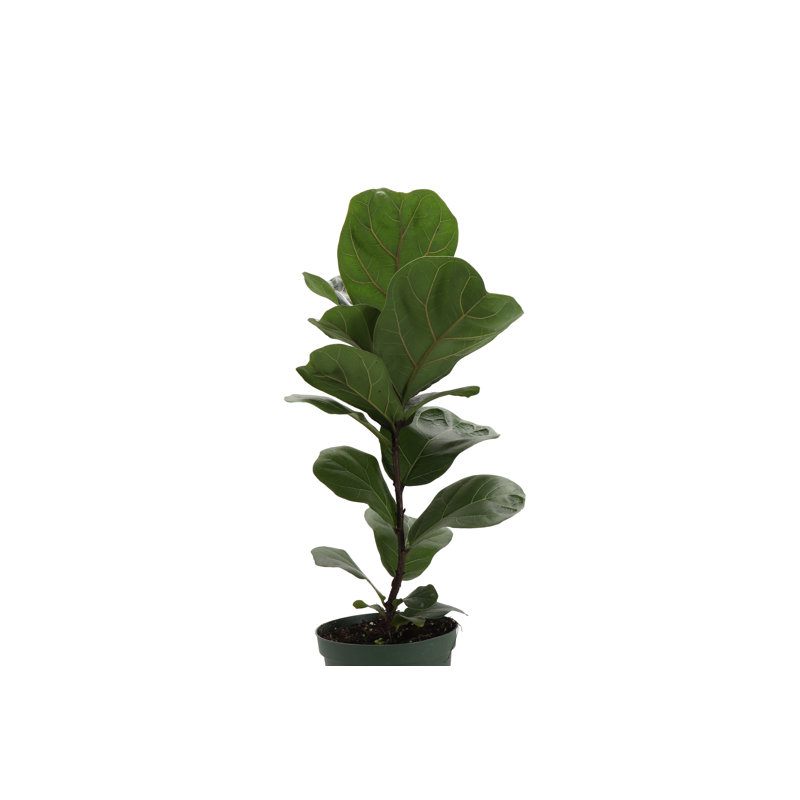 Live Fiddle Leaf Fig Plant, 6" Diameter