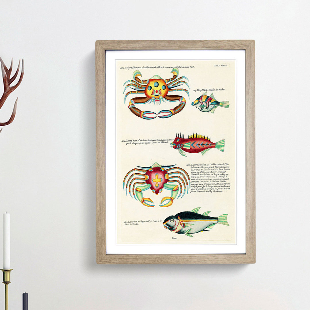 East Indies Fish & Crab Illustrations XLIX by Louis Renard - Picture Frame Painting Print
