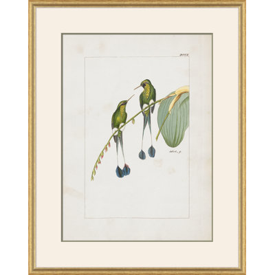 Hummingbirds Giclee Print by John Gould
