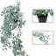 80cm Plant