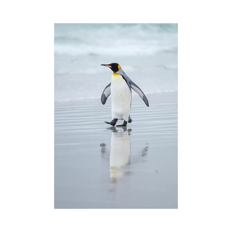 King Penguin On Falkland Islands. by Martin Zwick - Wrapped Canvas Gallery-Wrapped Canvas Giclée, 20.32 cm H x 30.48 cm W