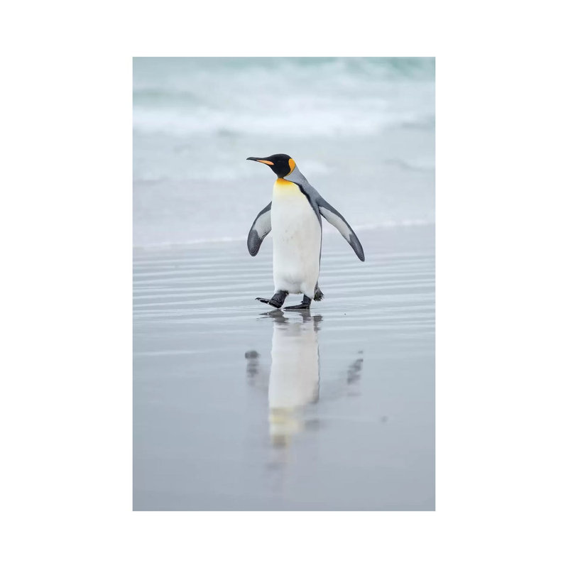 King Penguin On Falkland Islands. by Martin Zwick - Wrapped Canvas Gallery-Wrapped Canvas Giclée