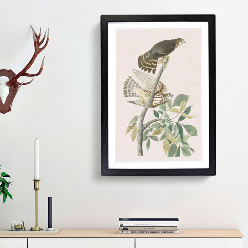 Pigeon Hawks by John James Audubon - Picture Frame Painting Print, Black Framed, 36cm H x 27cm W x 2cm D