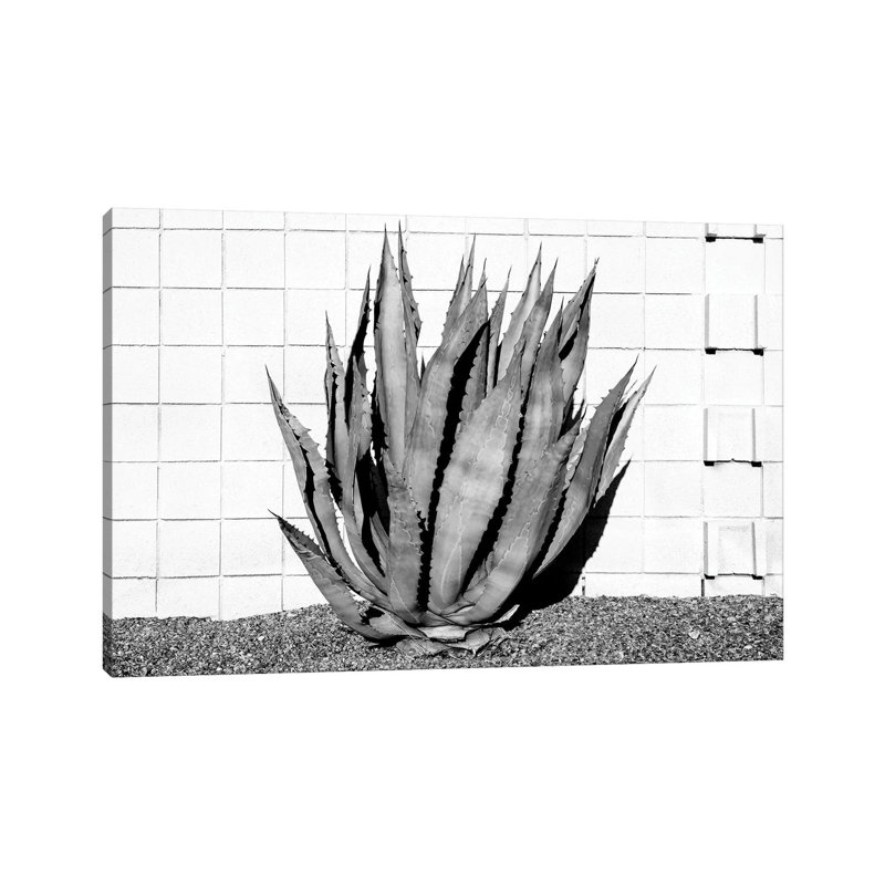Agave by Philippe Hugonnard - Wrapped Canvas Print, 20.32 cm H x 30.48 cm W