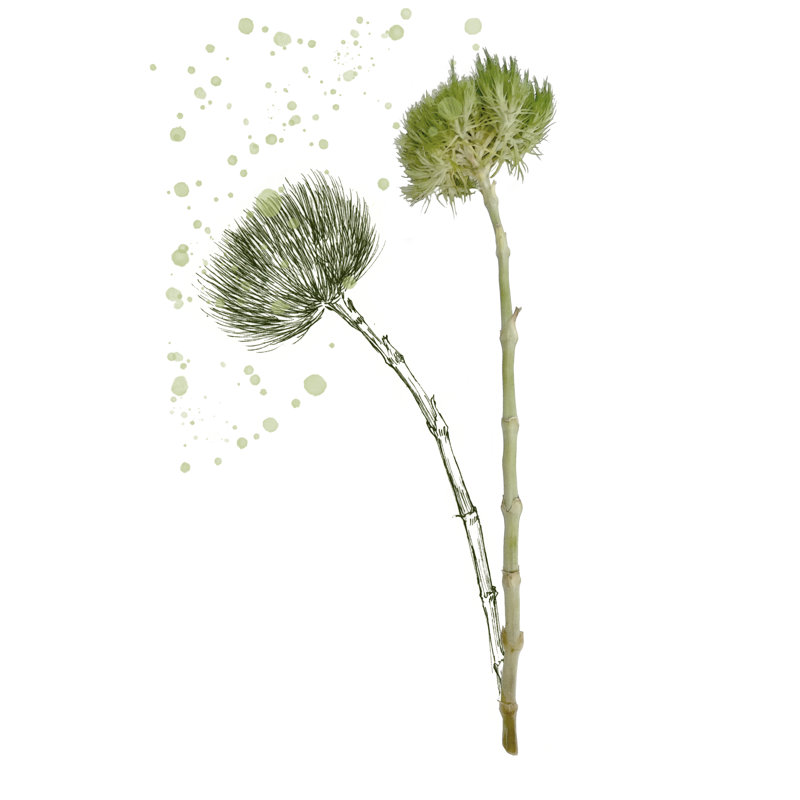 Botany Flower V - Graphic Art, 46 cm H x 30 cm W, Wrapped Canvas