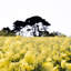 In The Wind Print by Annie Spratt-1161060817