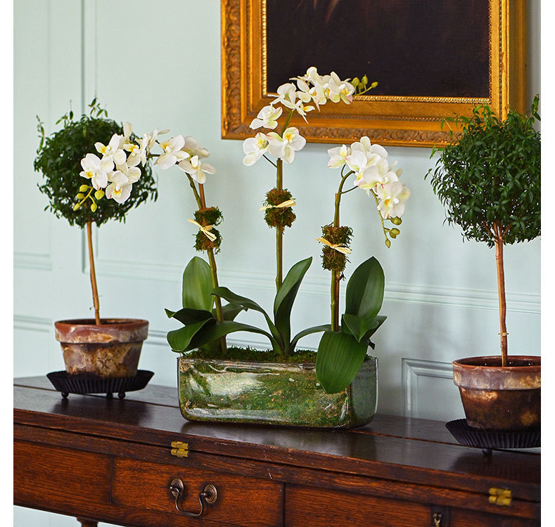 Phalaenopsis Orchids in Glass Rectangle Vase