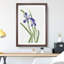 Iris by Mary Vaux Walcott - Picture Frame Painting-62756946-62756945