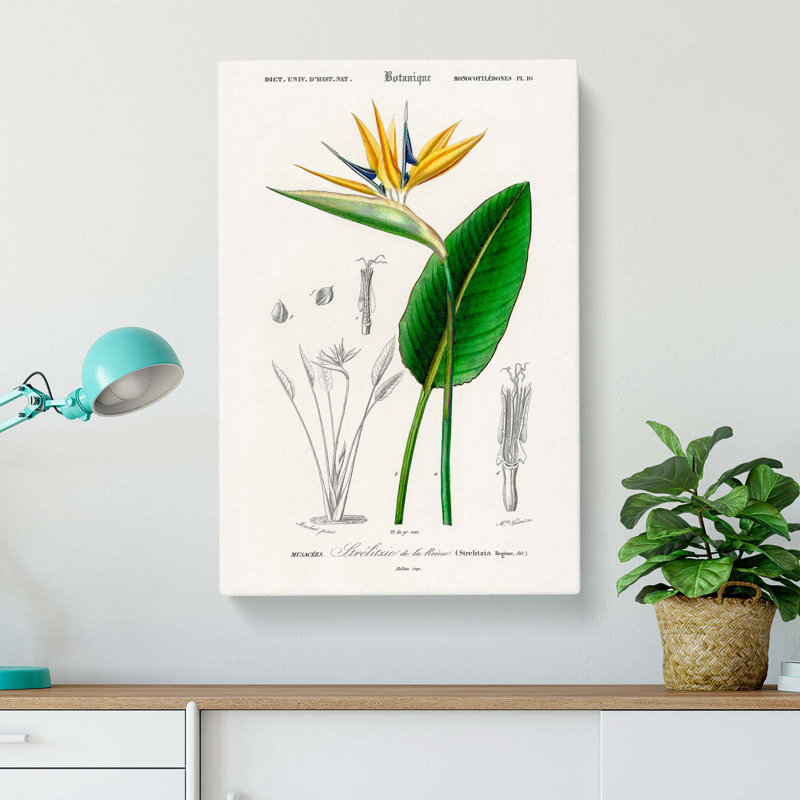 Bird of Paradise Flower by Charles D' Orbigny - Wrapped Canvas, 60cm H x 40cm W x 3cm D