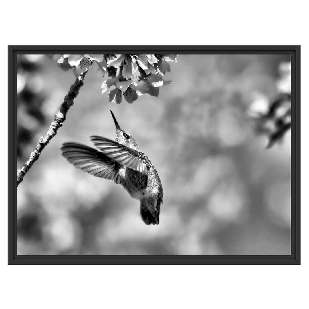 Gerahmtes Wandbild Kolibri an Kirschblüte