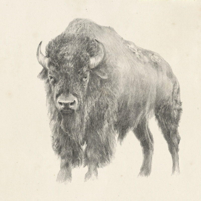 Étude de bison de l'Ouest, H 30 po x l 30 po x P 1,25 po