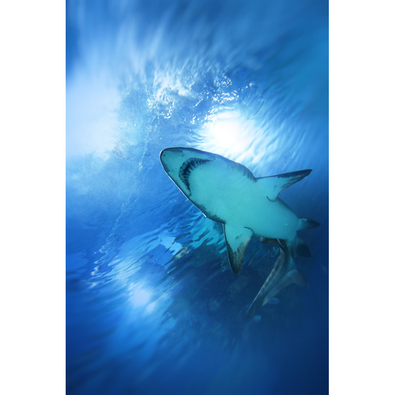 Shark Swimming Upwards Underwater by Vasiliki - No Frame Art Prints on Canvas, 30cm H x 20cm W
