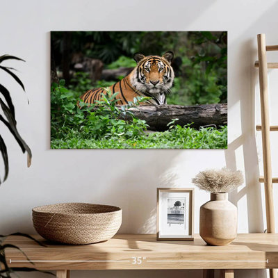 Brampt Indian Bengal Tiger