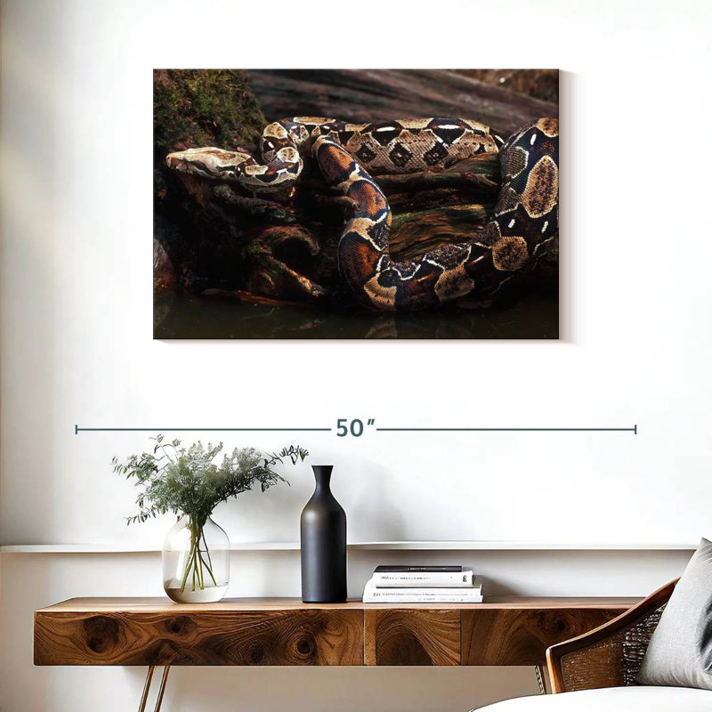 Brampt Columbia Red Tail Boa, 24" H x 36" W