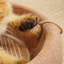 Fairela - Lit pour chat moderne en bois avec boule en sisal suspendu