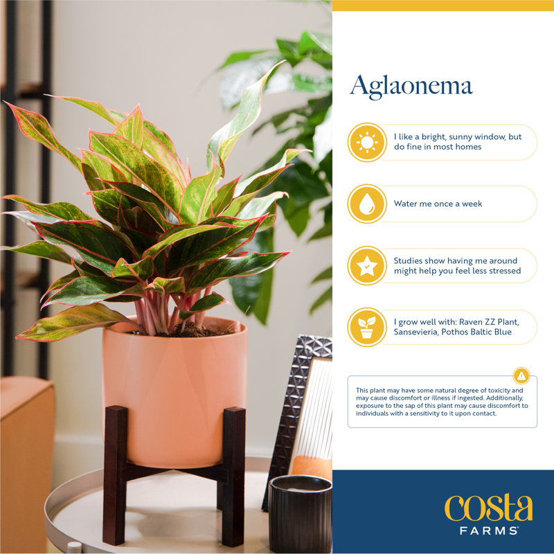 Costa Farms Indoor Siam Aurora Chinese Evergreen Aglaonema - Thumbnail 4