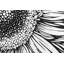 Gerbera imprimé floral avec passe-partout mat | Décoration florale