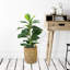 30'' Faux Fiddle Leaf Fig Tree in Wicker/Rattan Basket
