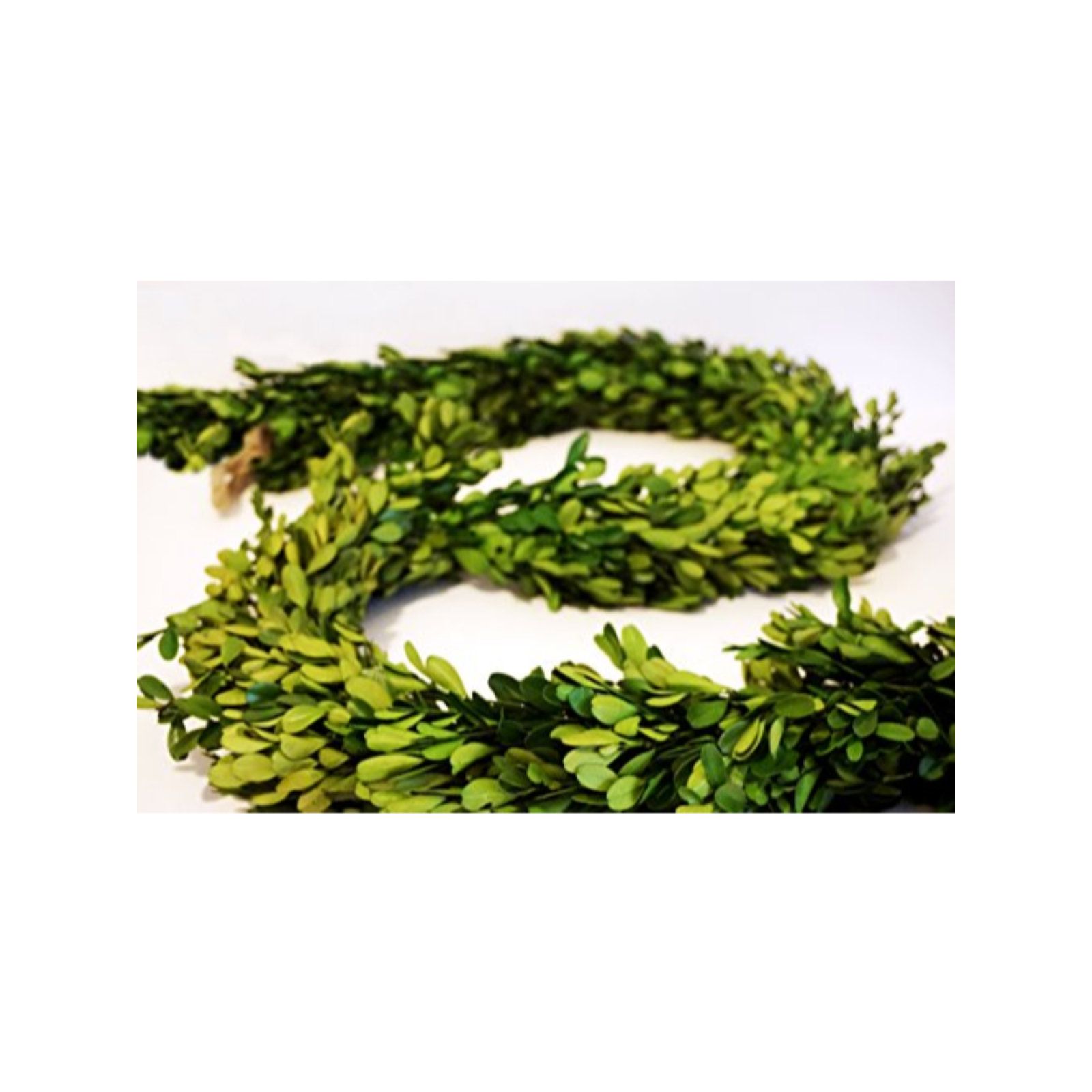 72'' in. Preserved Boxwood Garland