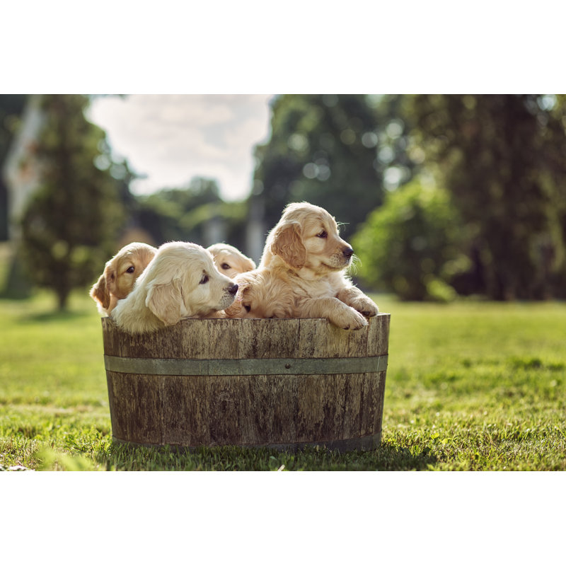 Chiots - photographie sur toile tendue, H 12 po x l 18 po
