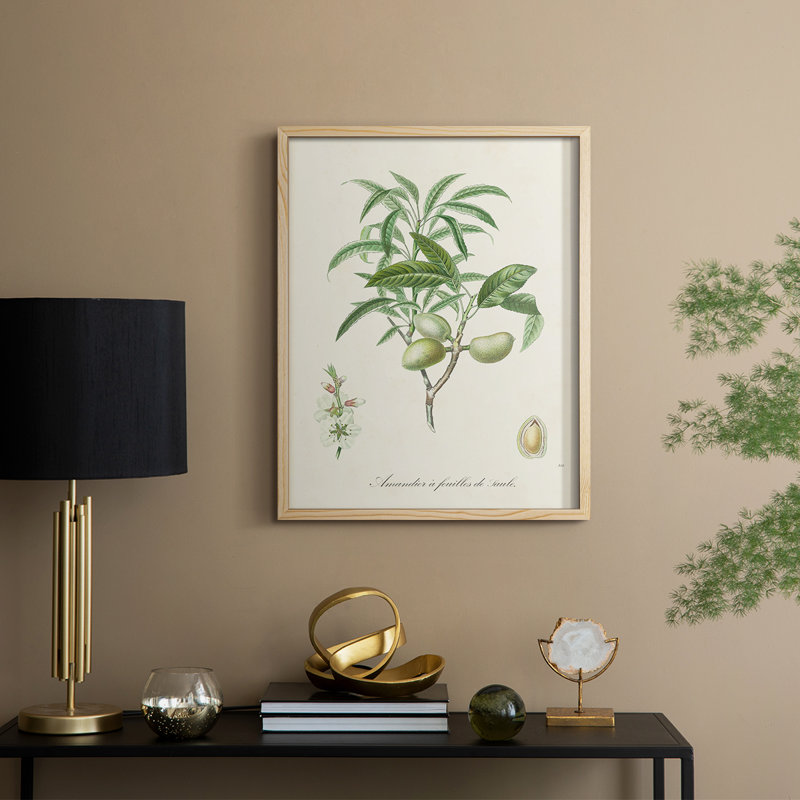 Antique Ammond Botanical II, reproduction encadrée - bois massif, H 11 po x l 9 po