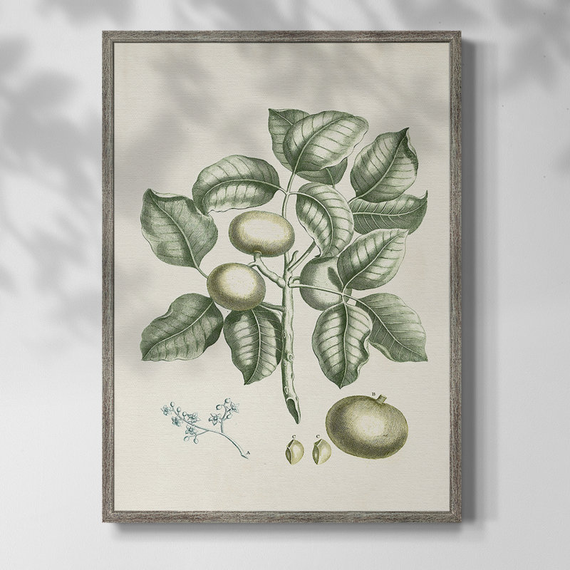 Buchoz Tropicals I Framed Print - Solid Wood, 21" H x 17" W