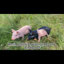 Statue de cochon rose en résine de 63,5 cm (25 pouces) pour la décoration extérieure