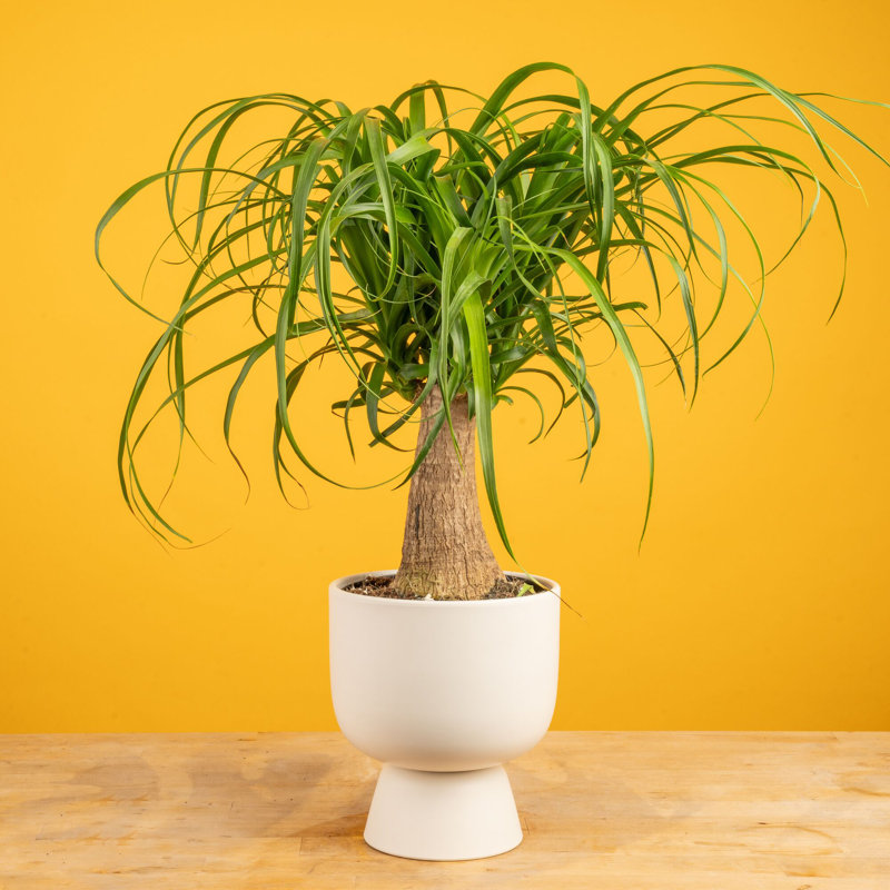 Costa Farms Indoor Ponytail Palm House Plant in 6-inch Décor Pot with Stand