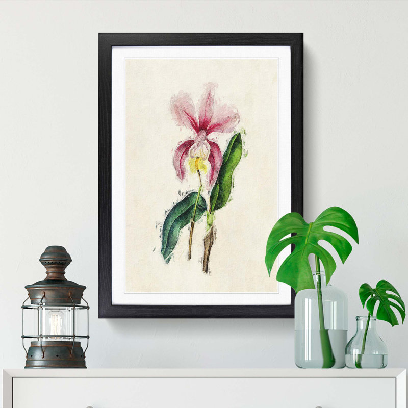 Illustration of a Pink Cattleya Orchid - Picture Frame Painting Print, 65cm H x 48cm W x 2cm D, Black Framed