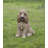 Sitting Cockapoo Statue-44488700