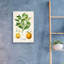 «Vintage Citrus Fruit Study B» par Jean Plout, art mural en verre acrylique-249235997