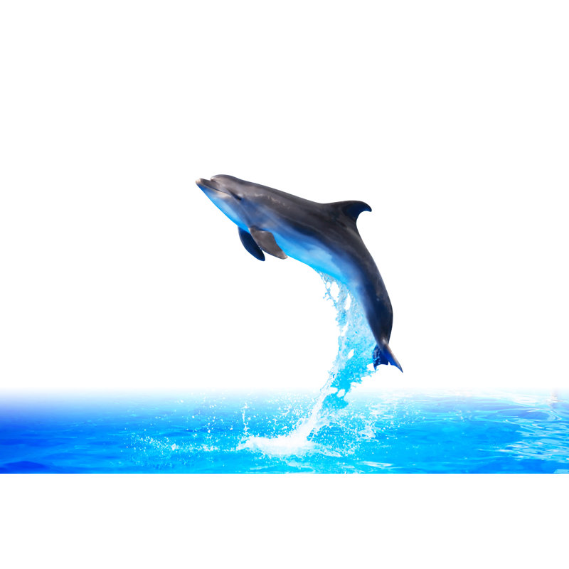 Dolphin High Jump by Kvkirillov - Wrapped Canvas Print, 81cm H x 122cm W