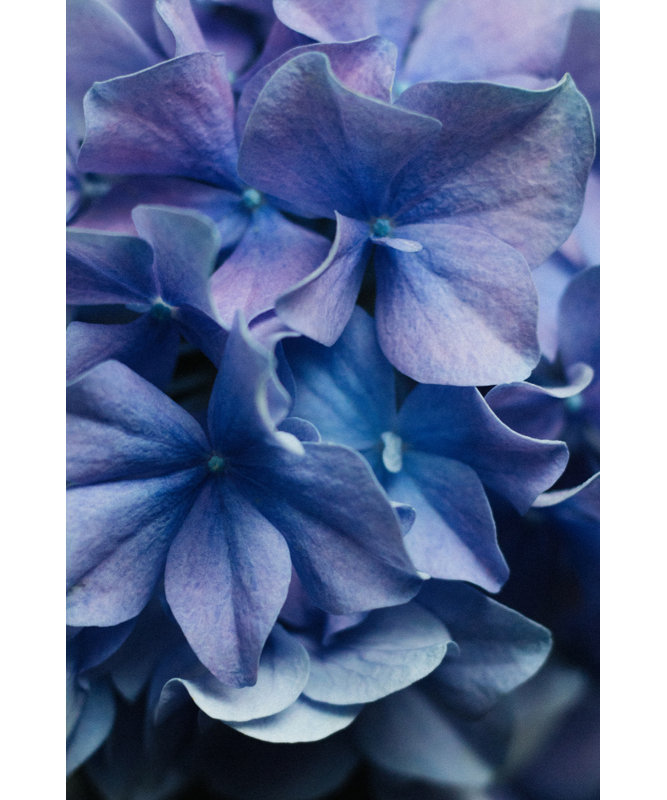 Wrapped Canvas Print, 121.92 cm H x 81.28 cm W