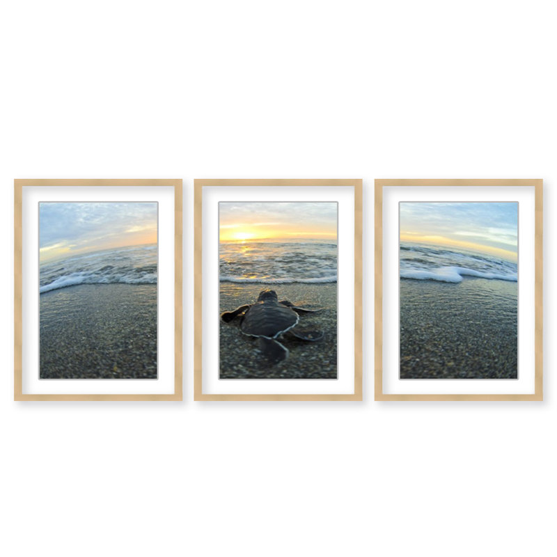 Tortue par Chris Doherty - ensemble de 3 reproductions de photos sur toile, 14" H x 30" W, Impression encadrée naturelle
