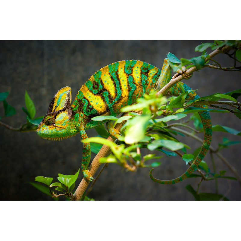 Veiled Chameleon - Photographie sur toile tendue, H 8 po x l 12 po