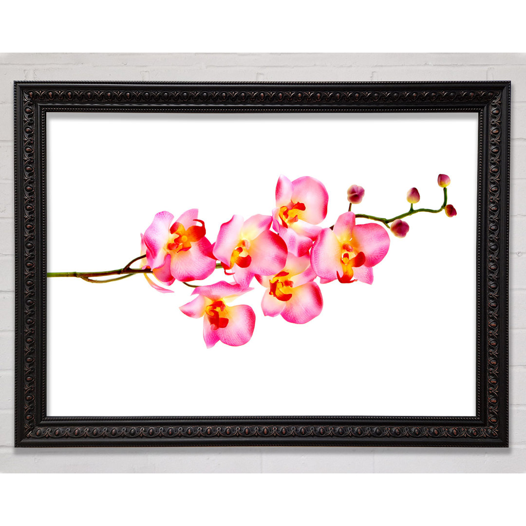 Gerahmter Kunstdruck Orchid Stem Beauty