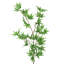 Ensemble de 2 branches artificielles en érable