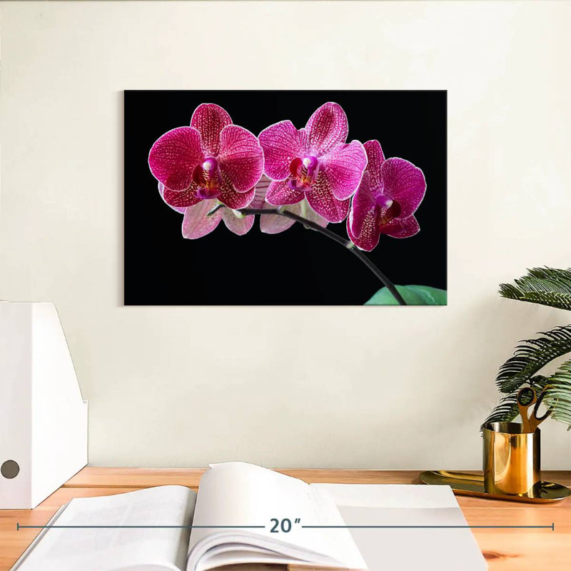 Orchidée Harnek, H 8 po x l 12 po