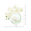 Orchid in Flat Glass Vase