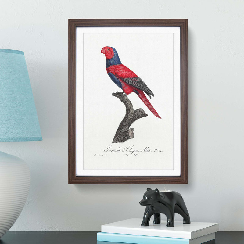 Violet-Necked Lory by F. Levaillant - Picture Frame Painting Print, 65cm H x 48cm W x 2cm D, Walnut Framed