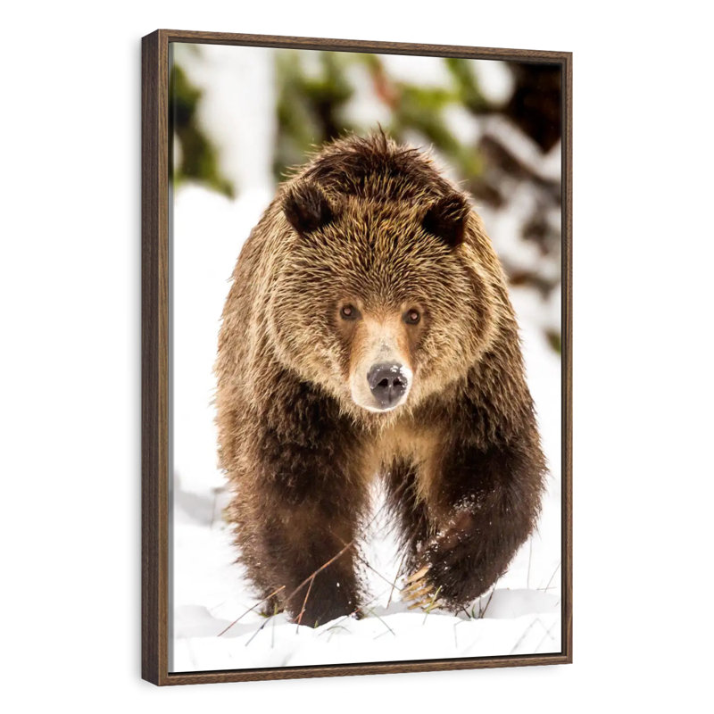 Ours grizzly qui marche, 25 po x 37 po, Cadre flottant noyer