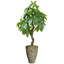 Pachira aquat artificiel Panama en pot