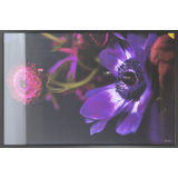 Botanical Arrangement 1 Print by Chris Dunker