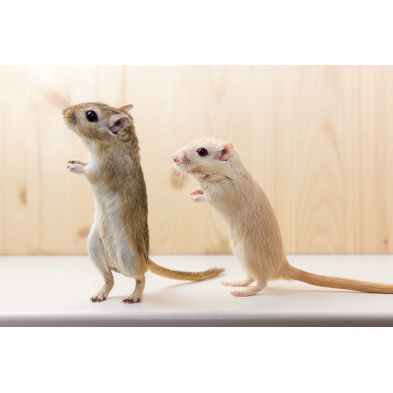 Gerbil - Cute Pet - Wrapped Canvas Print, 51cm H x 76cm W x 3.8cm D