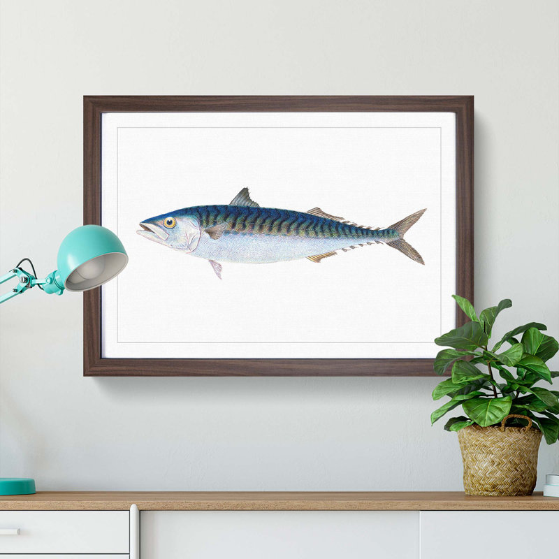Mackerel Fish by Edward Donovan - Framed Print, Walnut Framed, 36cm H x 48cm W x 2cm D