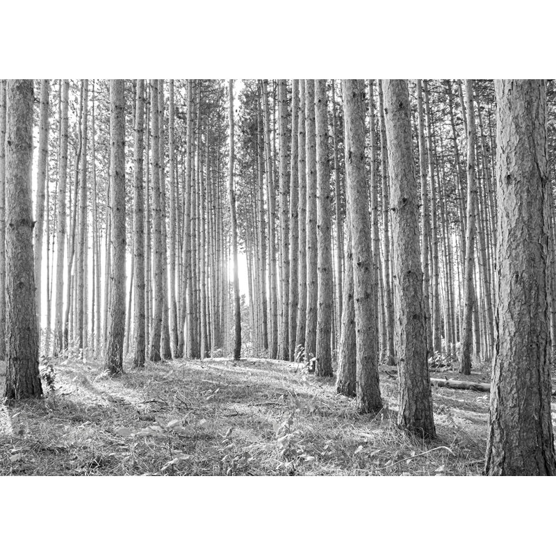 «Tall Straight Trees Line a Forest» par Hal Halli, impression sur toile tendue, H 24 po x l 32 po x P 1 po