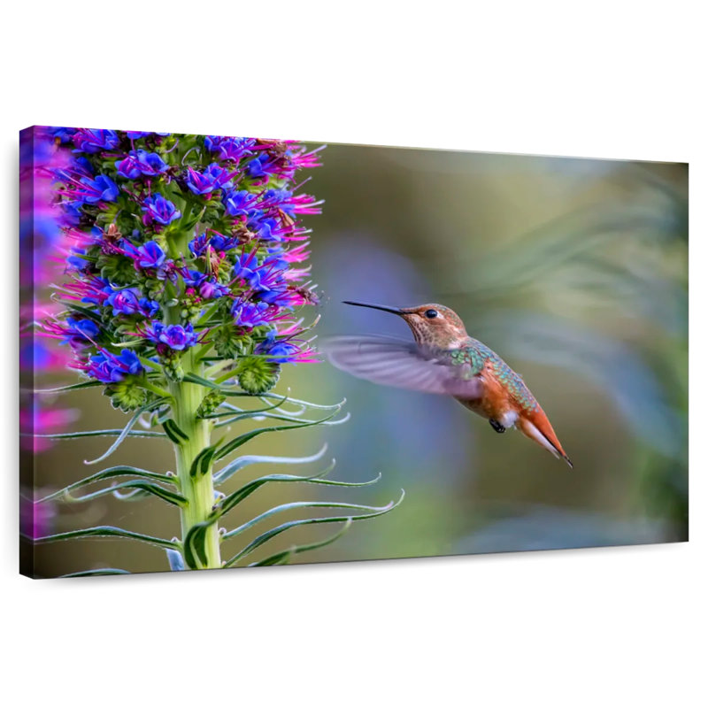 Colibri Brampt se régalant, H 16 po x l 24 po